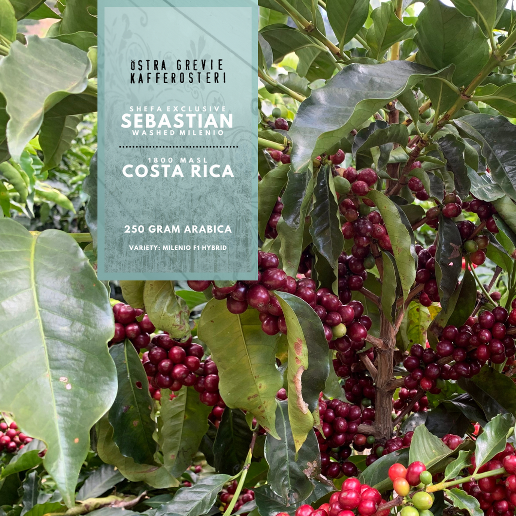 FINCA SEBASTIAN washed 250g